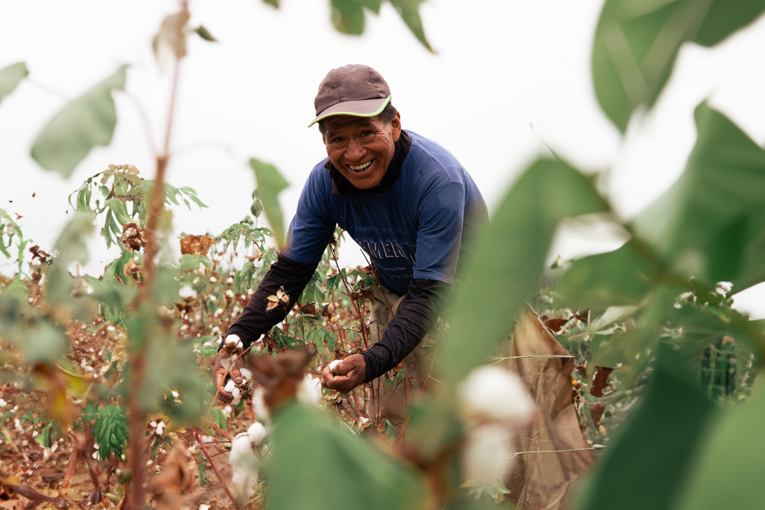 A smiling farmer harvesting cotton in a field, highlighting the human side of natural, low-impact material sourcing for sustainable shoes.